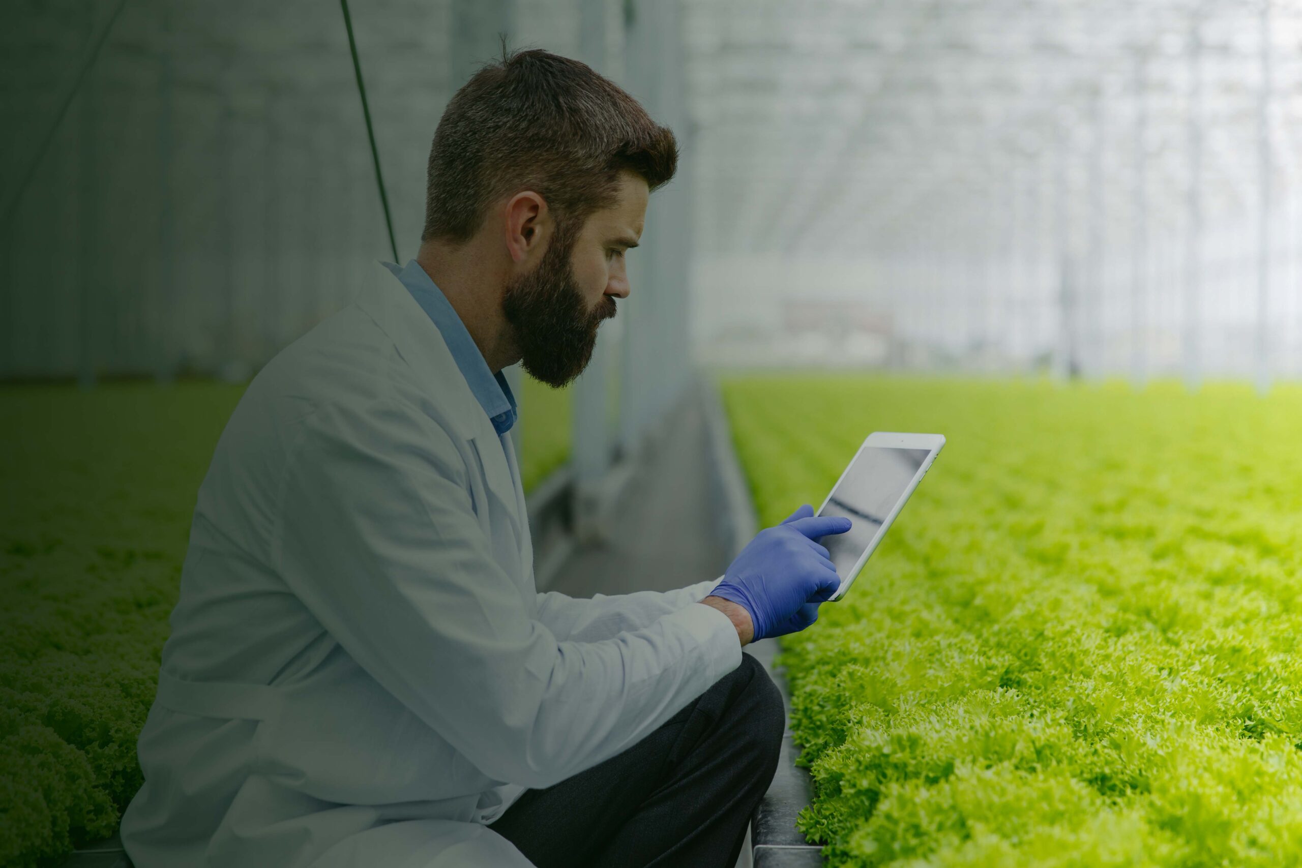 Bearded male researcher studies plants with a tablet standing in